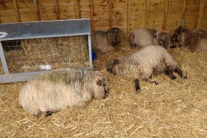 sheep waiting for move