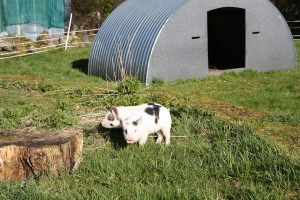 gilts checking out new surroundings