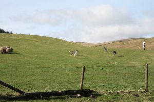 dogs playing