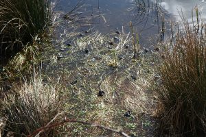 frogs spawning