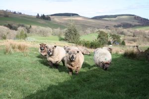 happy sheep