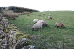 happy sheep