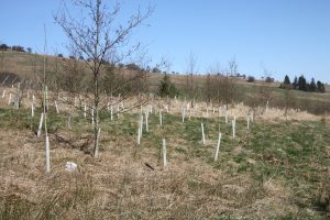 new woodland