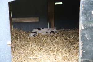 piggies sleeping