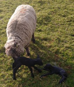Iona and Ethel just born