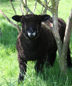 coloured ryeland ram lamb