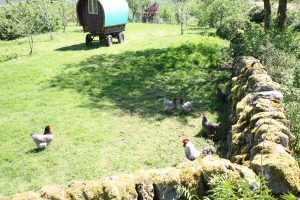 Extensive chicken run