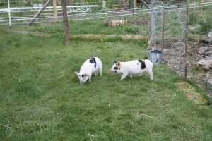 pigs emerging into large run