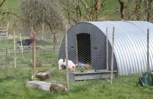 pigs in small pen
