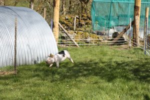 pigs running round arc