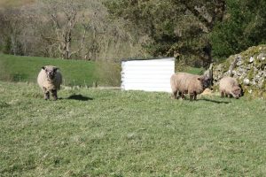 tucking into grass
