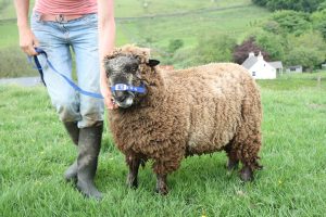 wallace coloured ryeland tup