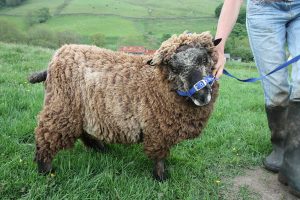 wallace coloured ryeland tup