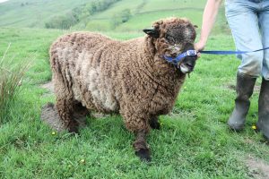 wart coloured ryeland tup