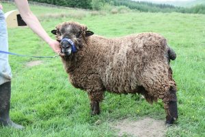 wart coloured ryeland tup