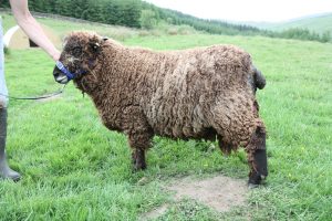 wart coloured ryeland tup