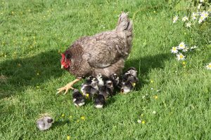 Mrs Mills and chicks
