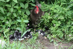 chicks emerge