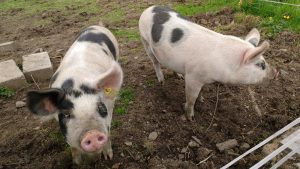 two piggies