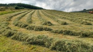 hay rowed up