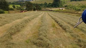 making hay