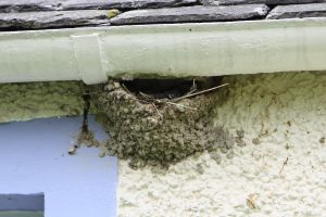young housemartins