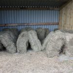 hay drying