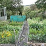 herb garden
