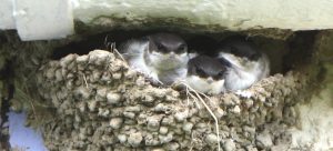 house martins about to fledge