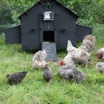 new hen house