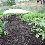 veggie patch