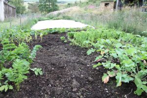 veggie patch