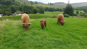 highland cows bluebell ivor and texa