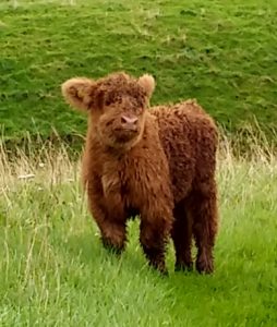 ivor the highland coo