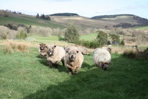 coloured ryeland sheep