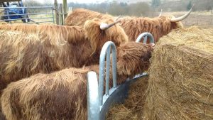 tucking into haylage