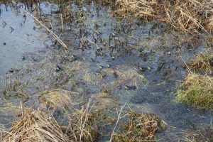 Frogs and spawn