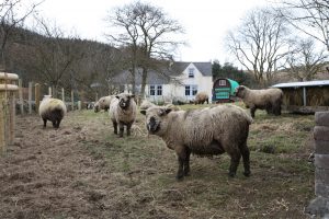 Sheep in lambing paddock