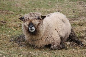 Vi relaxing in lamb paddock