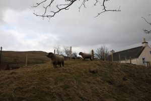 sheep checking out the view