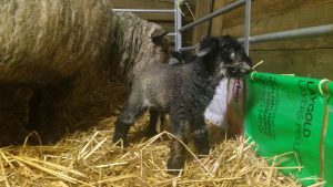lamb first steps