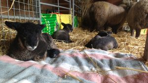 lambs making themselves comfortable