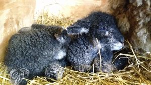 lambs newly born