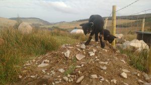 lambs playing on mound