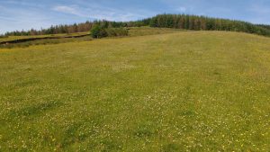 meadow flowers
