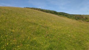 meadow flowers