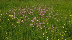 ragged robin