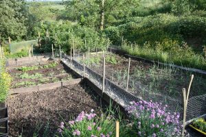 rows of onions and salad