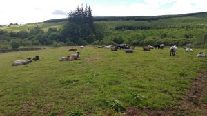 Our ewes and lambs at rest