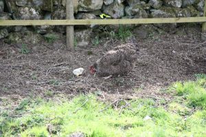 chicken and chick